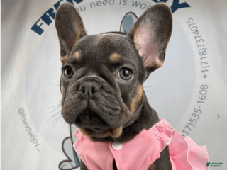 French Bulldog dogs Haly - Ad 27