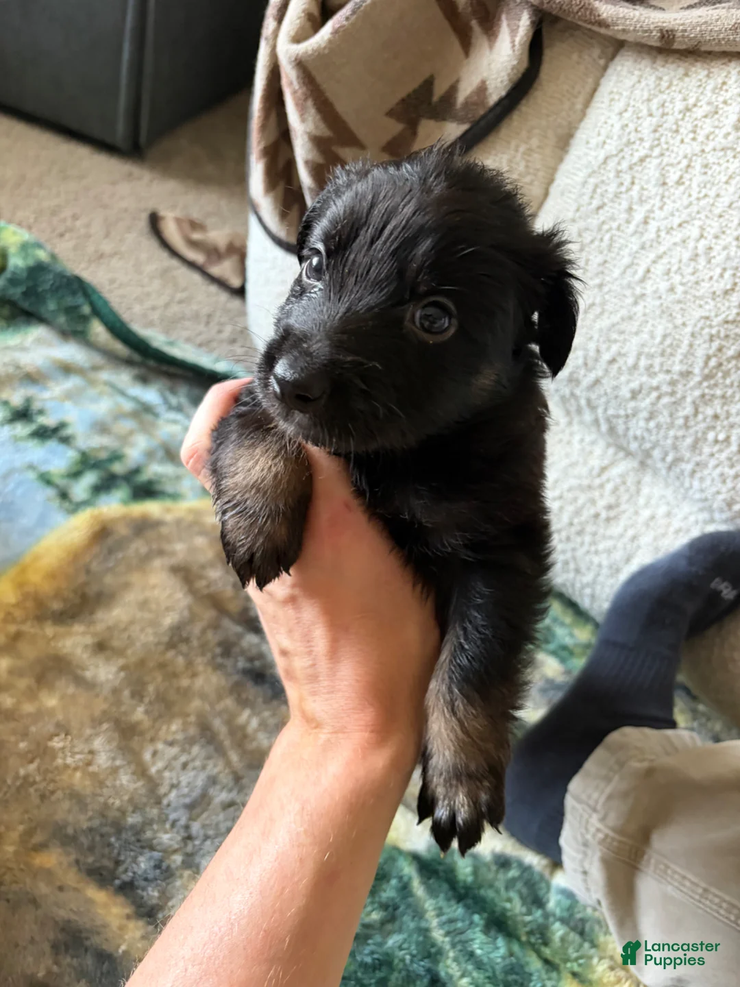 German Shepherd dogs for sale:  Puppy 2 - Ad 1