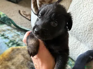 German Shepherd dogs Puppy 2 - Ad 3