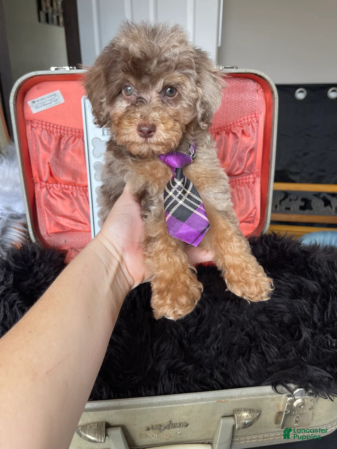 Miniature Poodle dogs for sale: Akc Clear Chocolate Merle Phantom Boy  - Ad 3