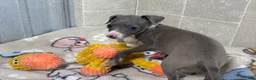 Italian Greyhound dogs for sale: Buzz - Ad 6