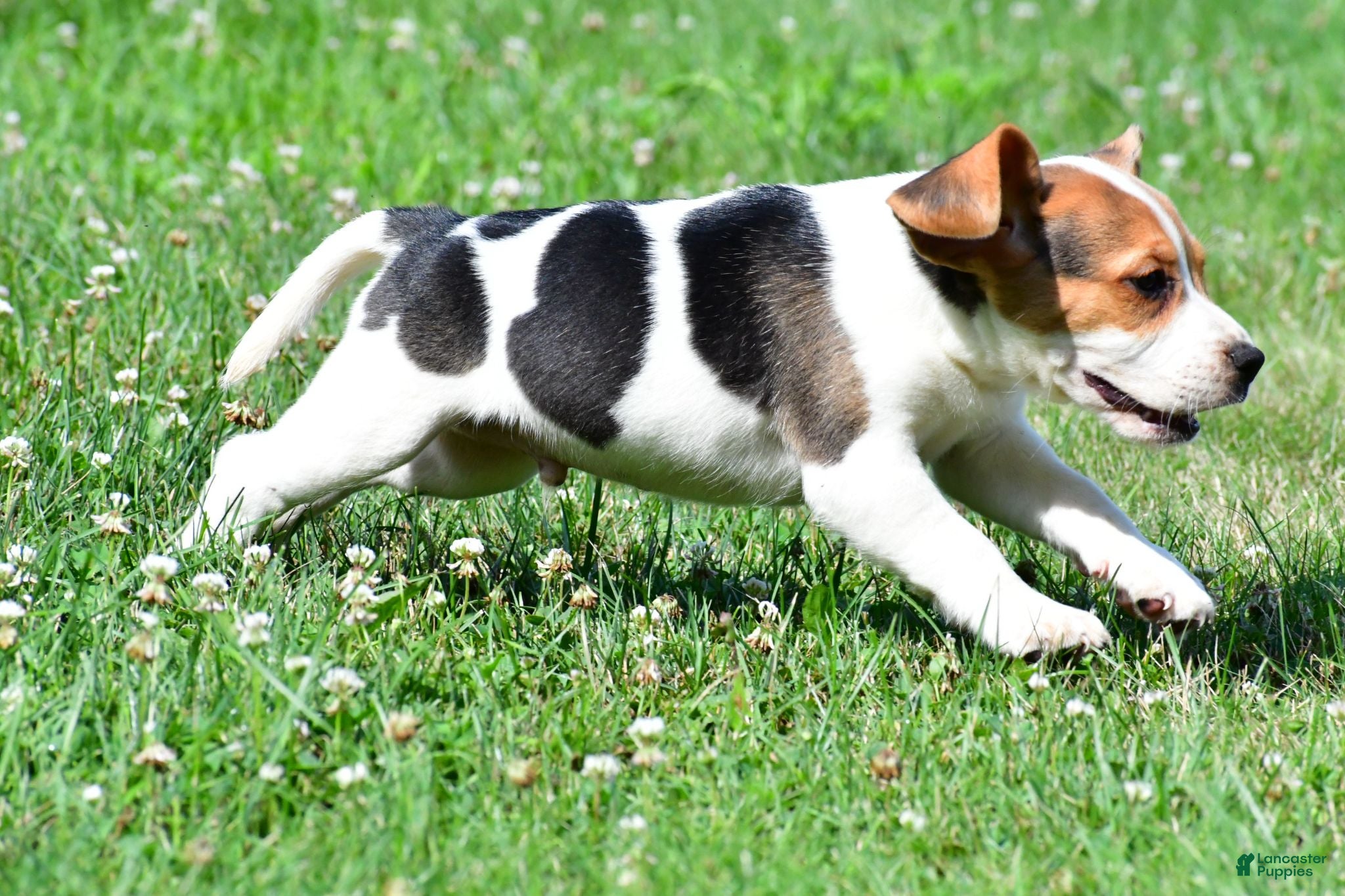 Beagle dogs Ronnie - Ad 2