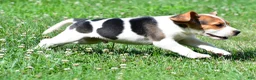 Beagle dogs for sale: Ronnie - Ad 2