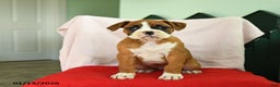 Boxer dogs for sale: Ashley - Ad 4