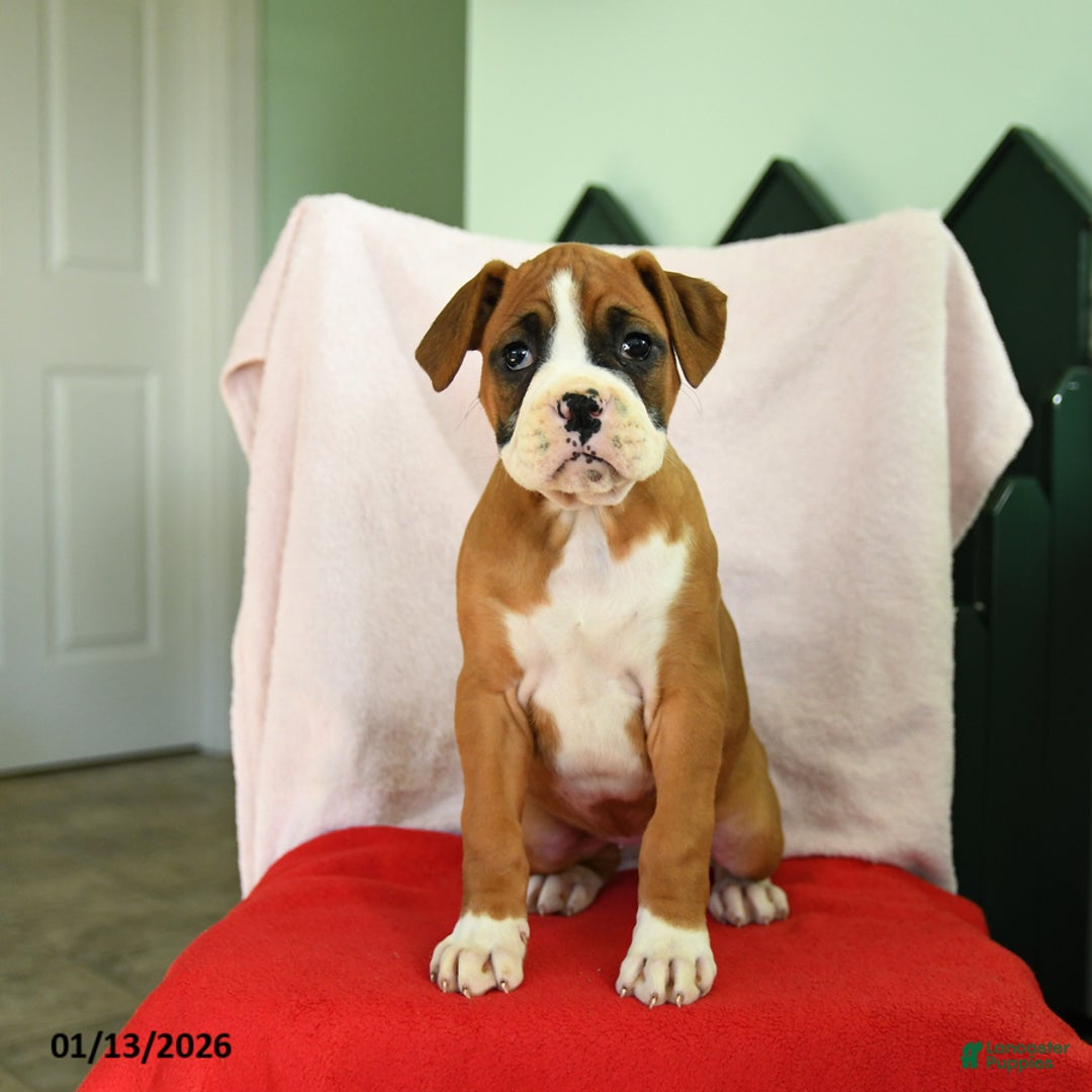 Boxer dogs for sale: Ashley - Ad 4