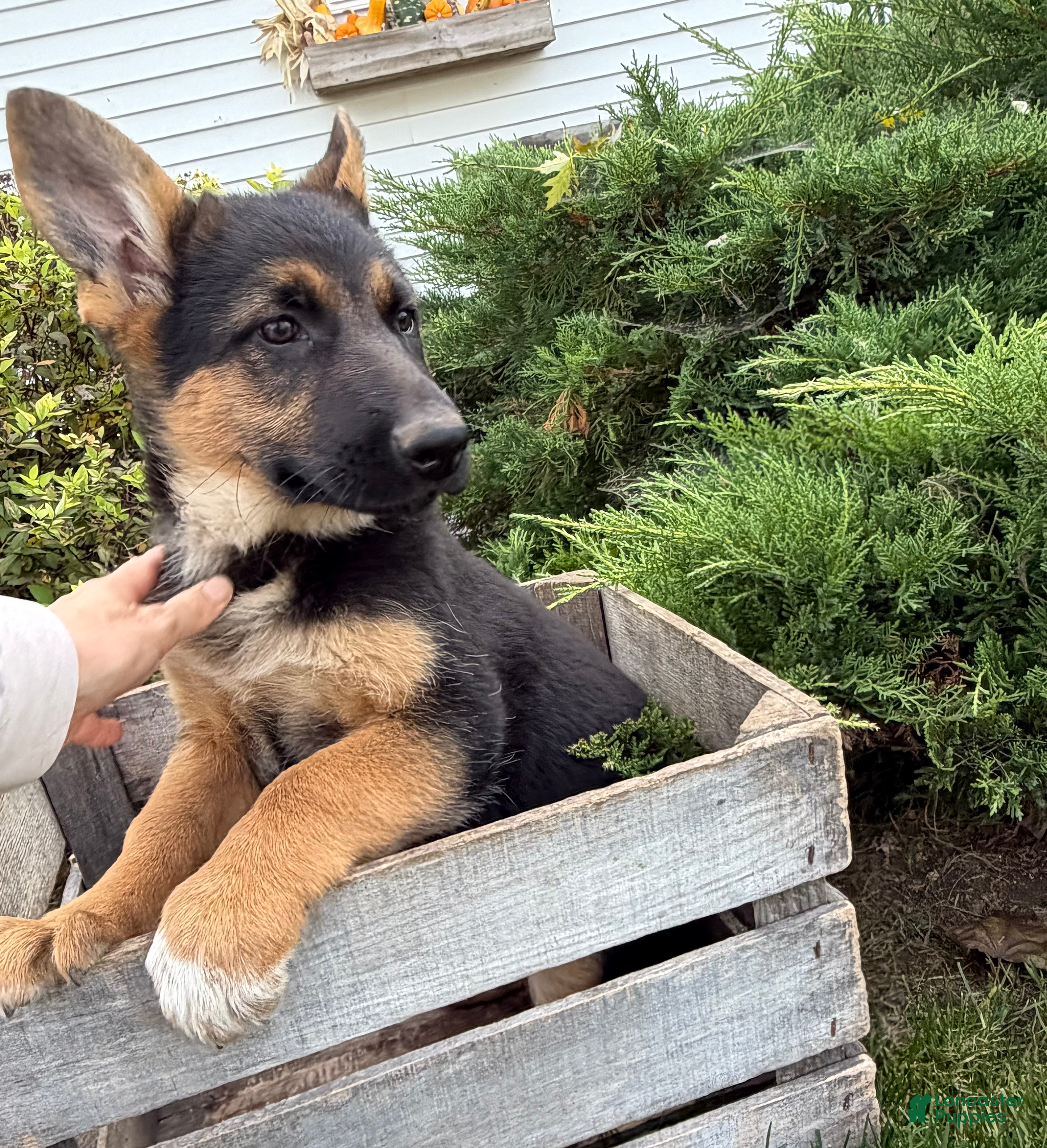 German Shepherd dogs for sale: Delaney - Ad 1