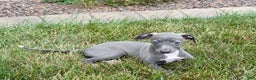 Italian Greyhound dogs for sale: Jenna - Ad 8