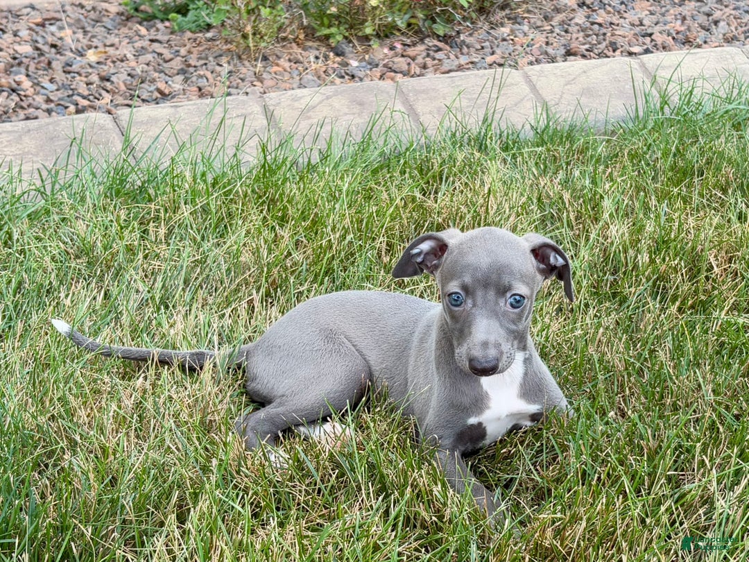 Italian Greyhound dogs for sale: Jenna - Ad 8