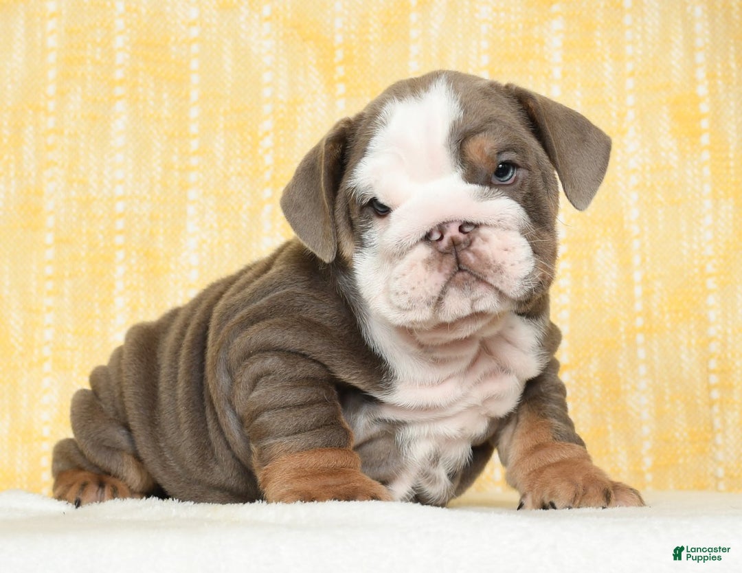 Female Popular English Bulldog Names Female Dog Pictures Of Dogs
