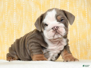 English Bulldog dogs - Ad 23