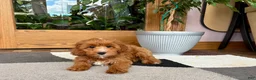 Cavapoo dogs for sale: Cavapoo 1 - Ad 7