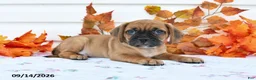 Puggle dogs for sale: Bobby - Ad 1