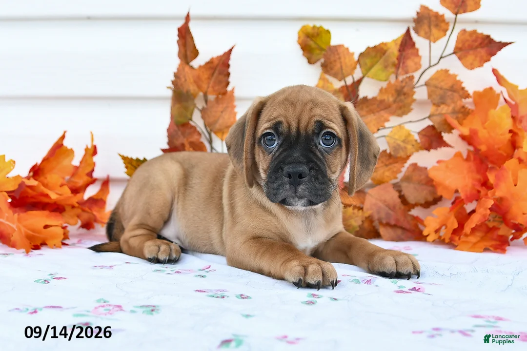 Puggle dogs for sale: Bobby - Ad 1