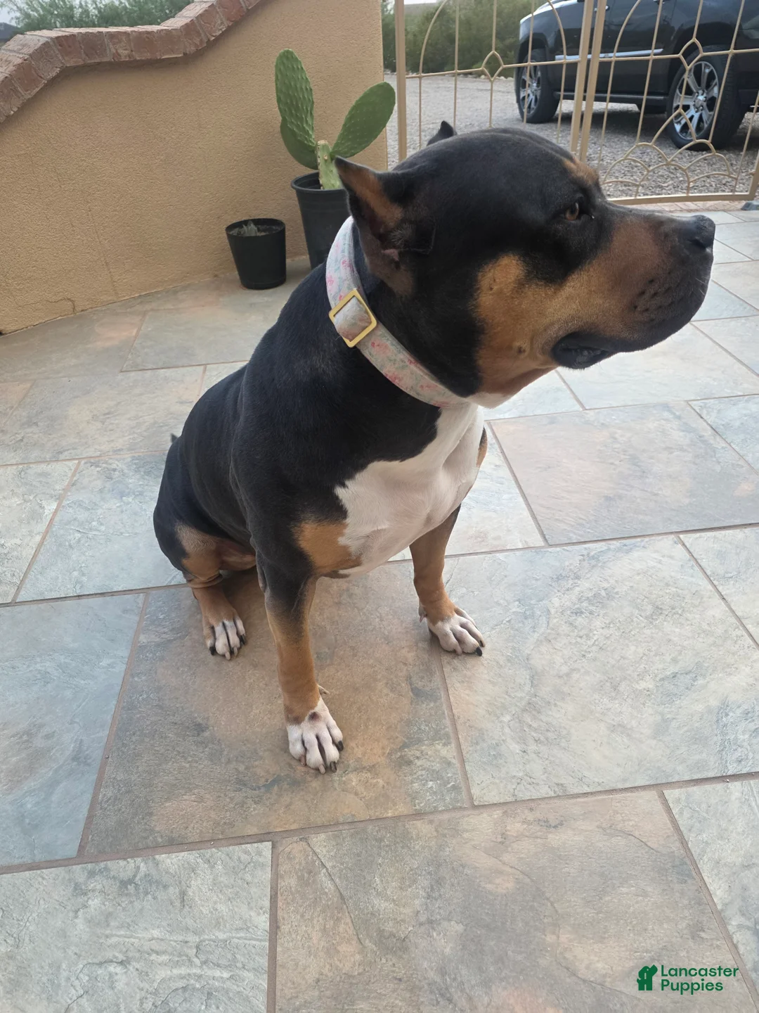 American Bully dogs for sale: American Bully Female - Ad 2