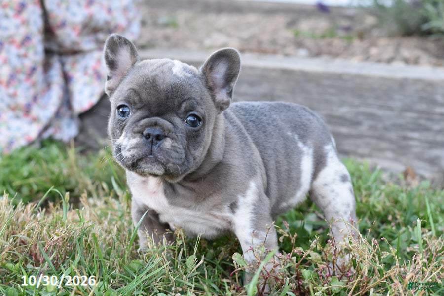 French Bulldog dogs for sale: Sophia - Ad 1