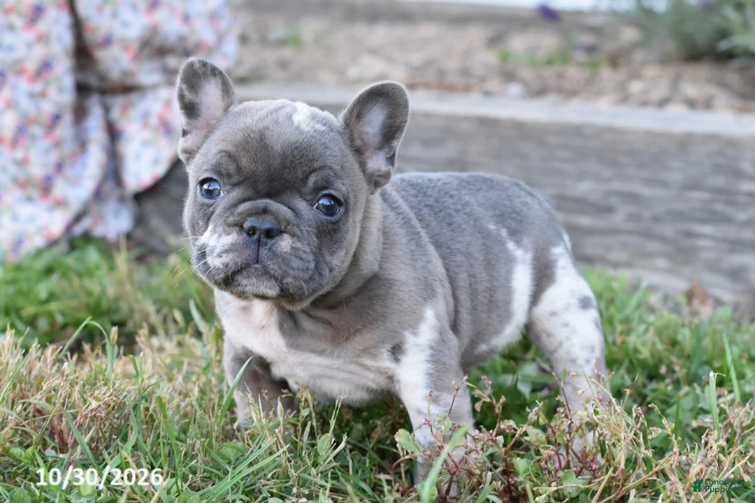 French Bulldog dogs for sale: Sophia - Ad 1