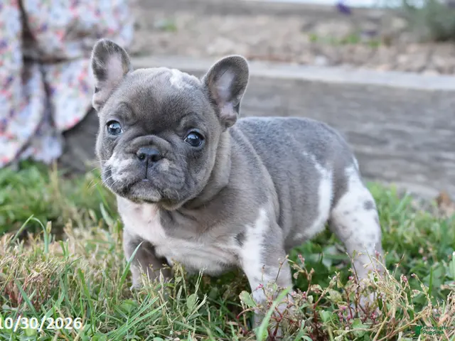 French Bulldog dogs for sale: Sophia - Ad 1