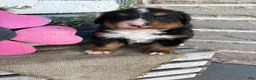 Bernese Mountain Dog dogs for sale: Bubbles - Ad 10