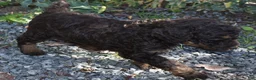 Standard Poodle dogs for sale: Standard Poodle 4 Brown Phantom - Ad 5