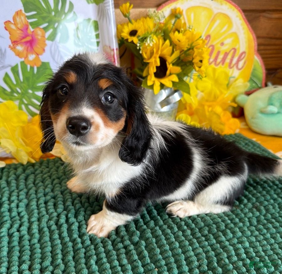 Miniature Dachshund dogs Oscar - Ad 26