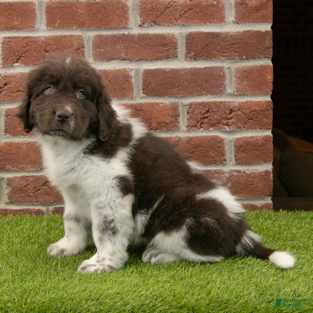 Newfoundland dogs for sale: Ranger - Ad 3