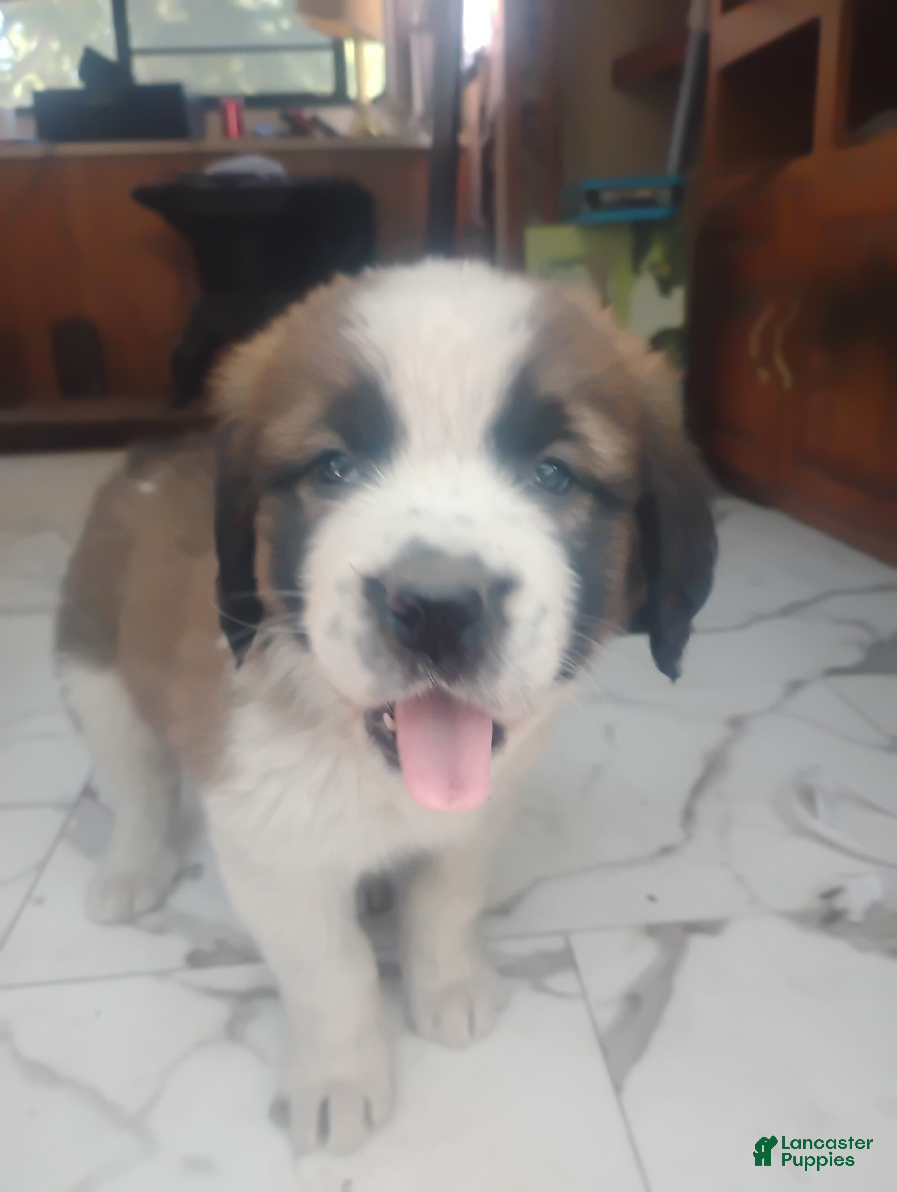 Saint Bernard dogs Saint Bernard Puppy 4 - Ad 15