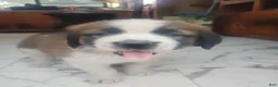 Saint Bernard dogs for sale: Saint Bernard Puppy 4 - Ad 1