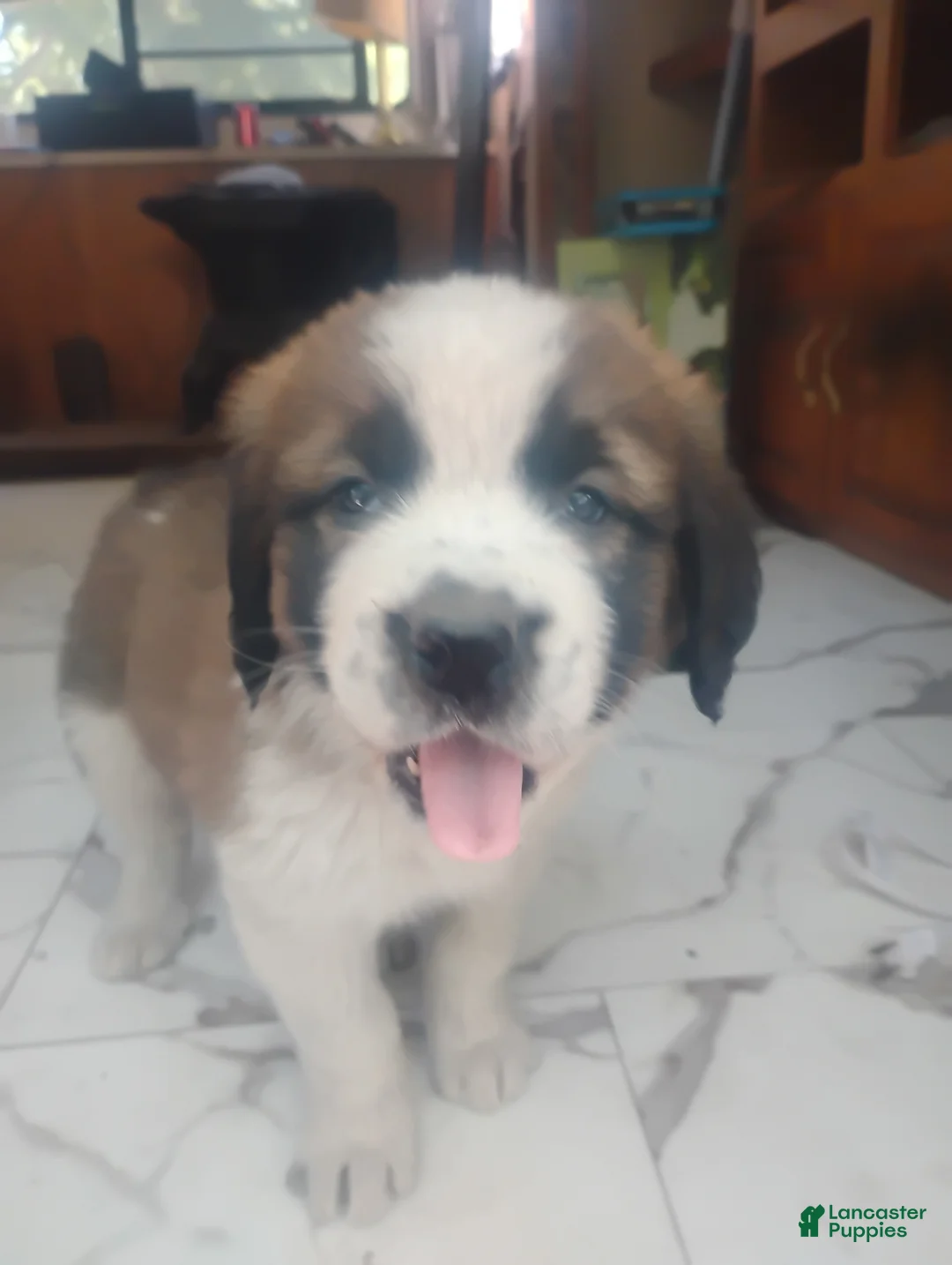 Saint Bernard dogs for sale: Saint Bernard Puppy 4 - Ad 1
