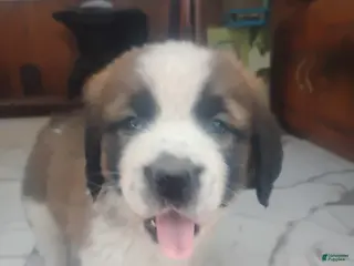 Saint Bernard dogs Saint Bernard Puppy 4 - Ad 42