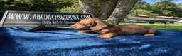Miniature Dachshund dogs for sale: Russian Smooth red dapple - Ad 5