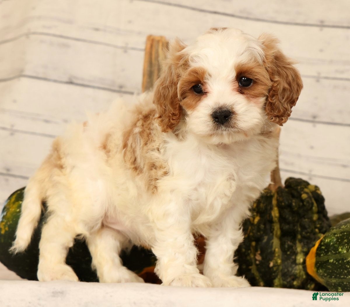 Cavapoo dogs Penelope - Ad 1