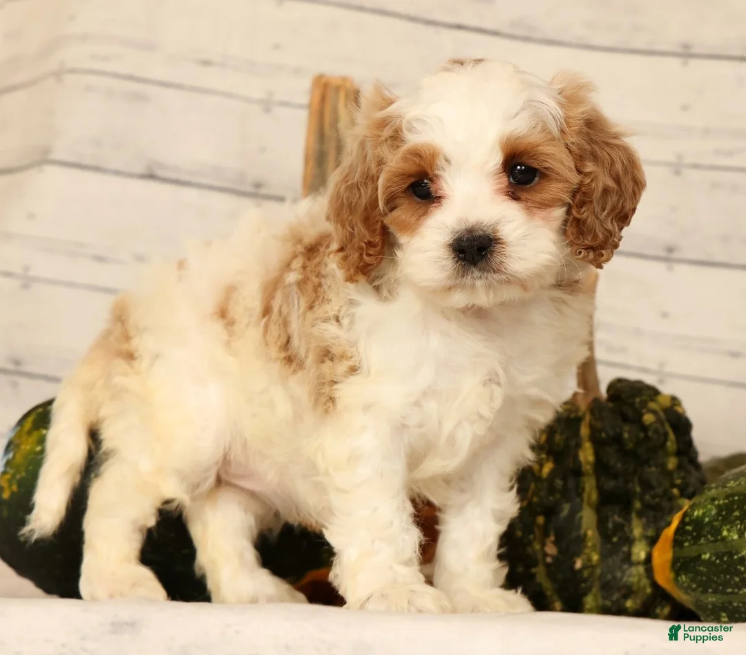 Cavapoo dogs for sale: Penelope - Ad 1