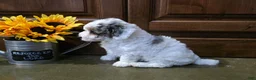 Toy Poodle dogs for sale: Heather Toy Poodle  - Ad 3