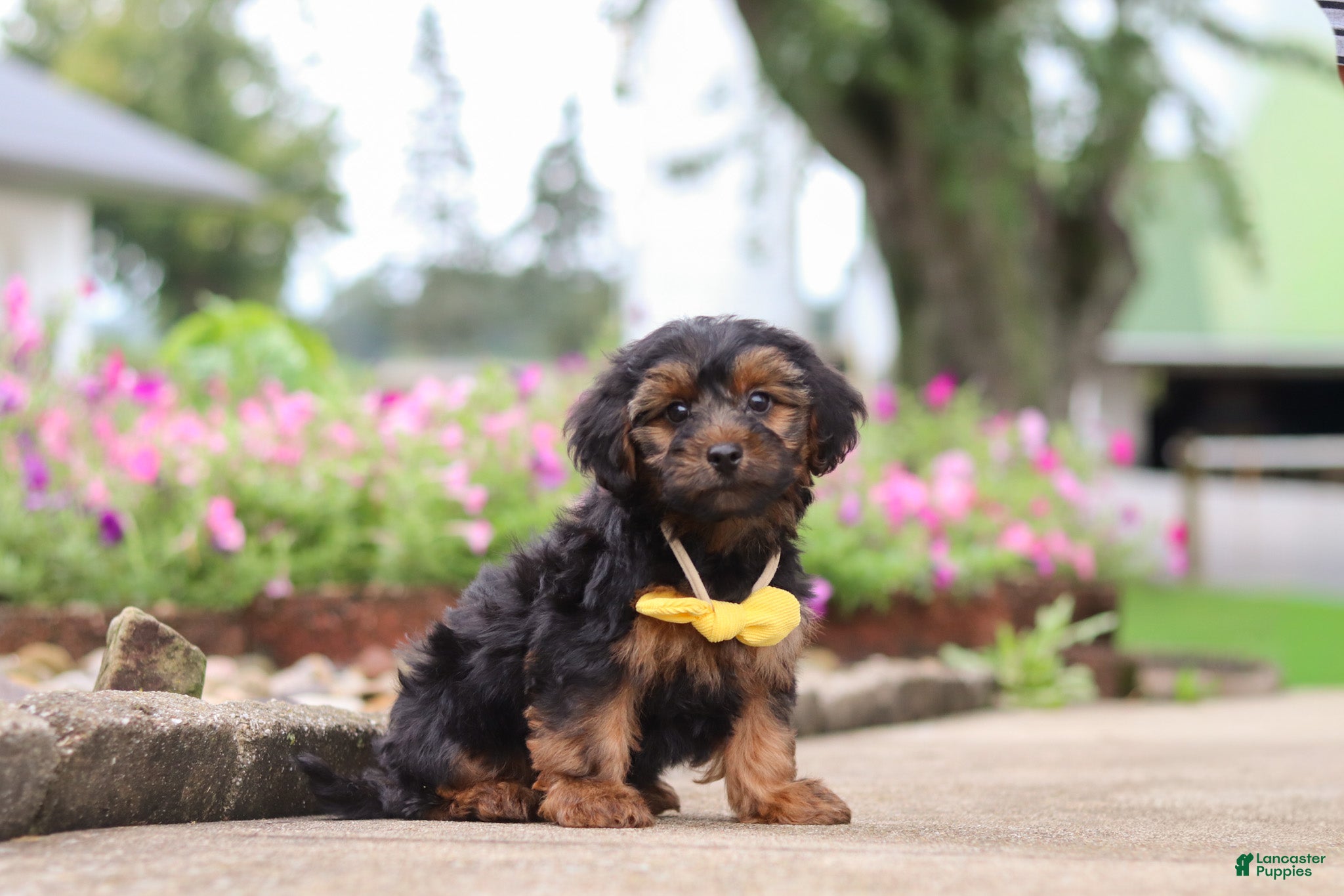 Yorkiepoo dogs Peter - Ad 2