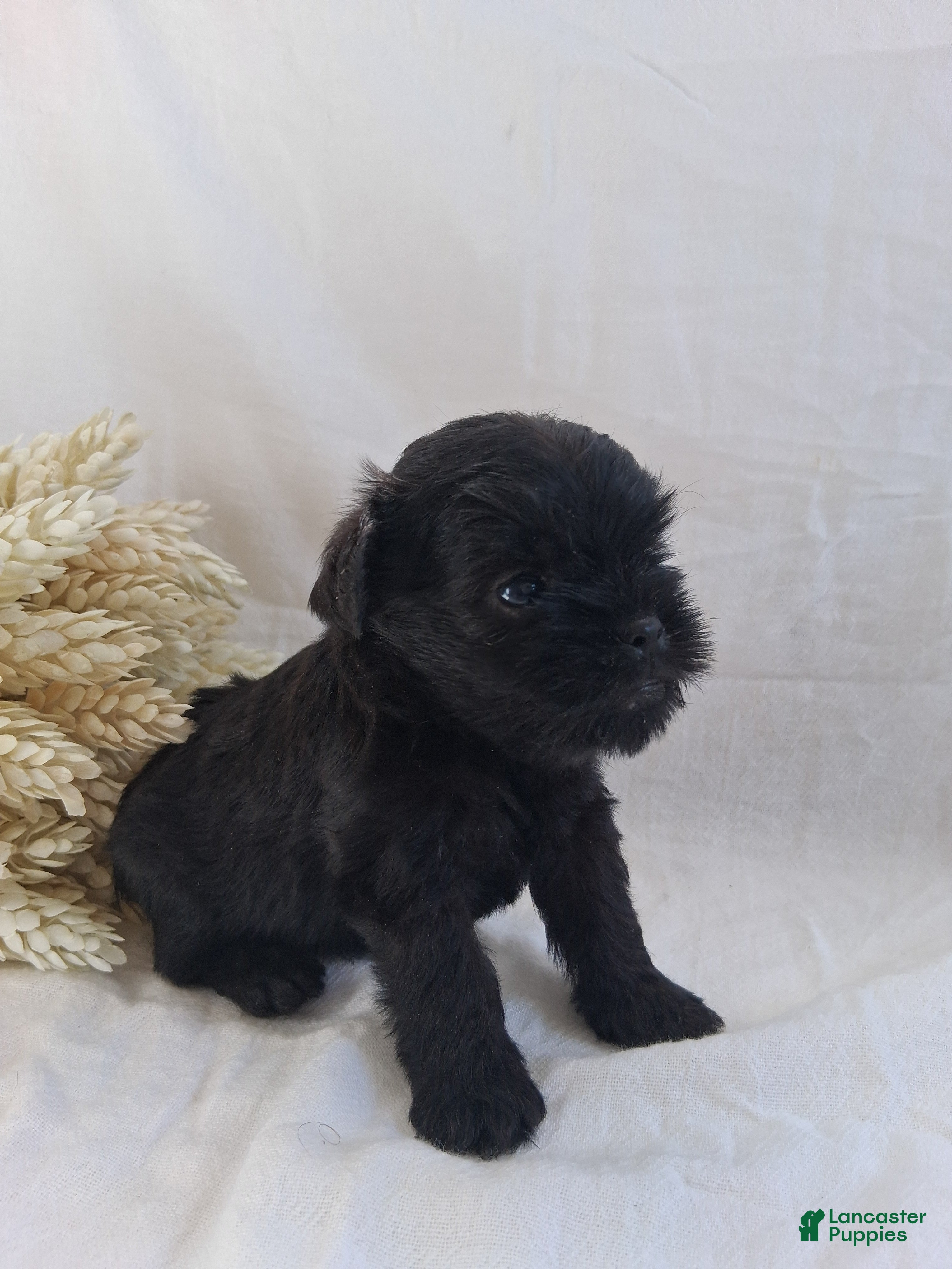 Affenpinscher dogs LLW JORDY - Ad 1