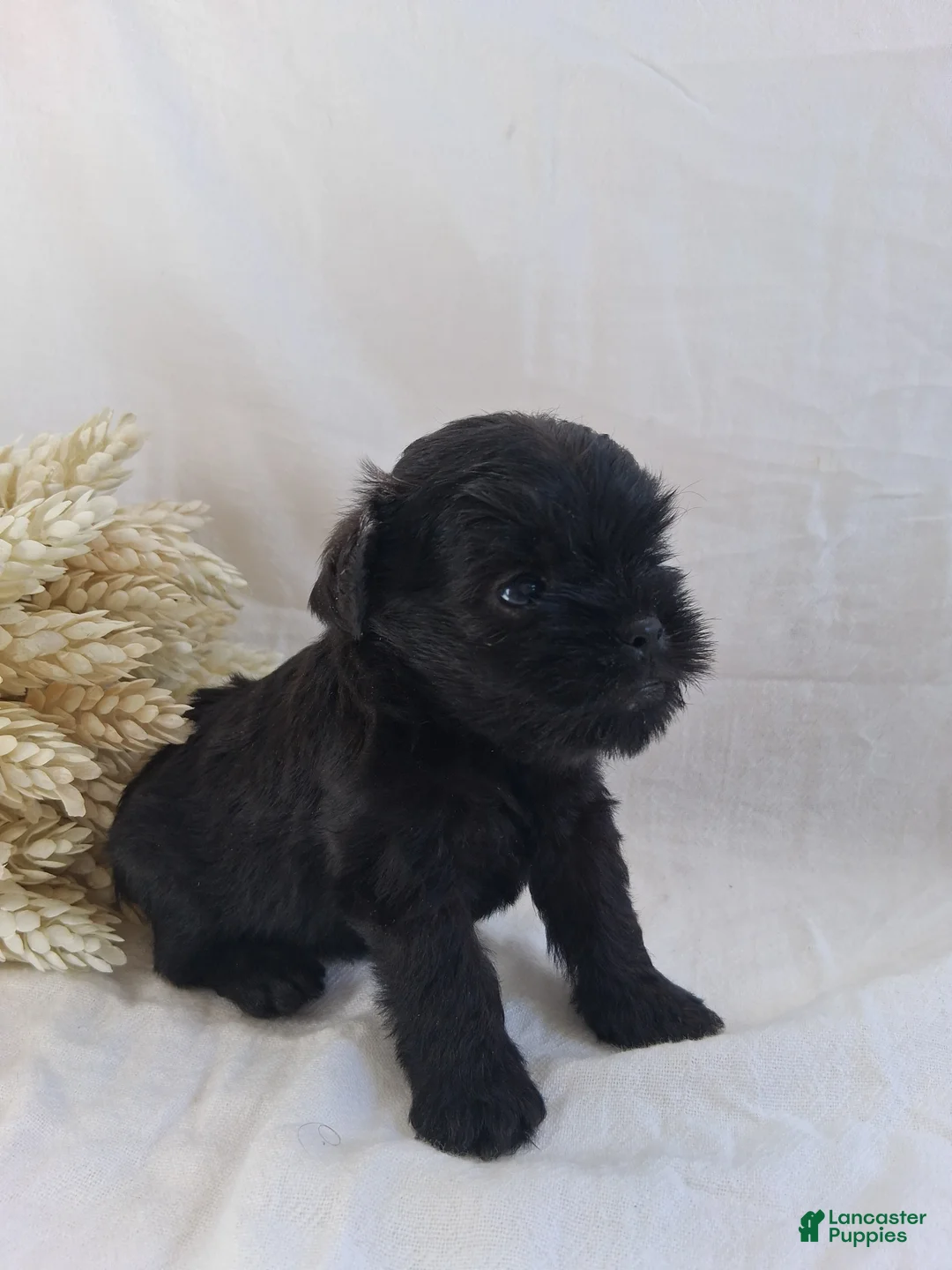 Affenpinscher dogs for sale: LLW JORDY - Ad 1