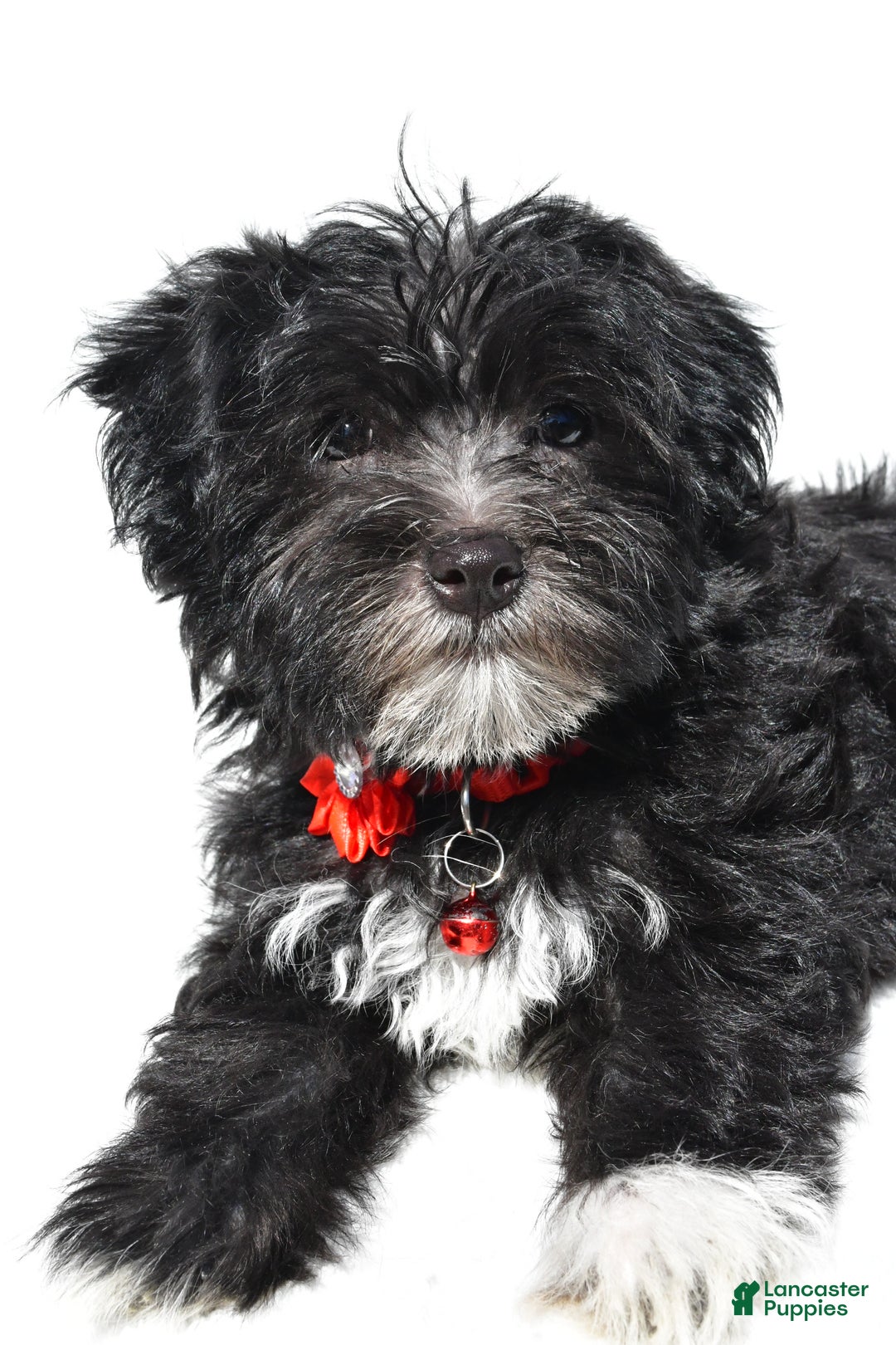 Morkie dogs for sale: Suzi - Ad 6