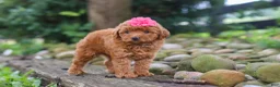 Miniature Poodle dogs for sale: Posie - Ad 4