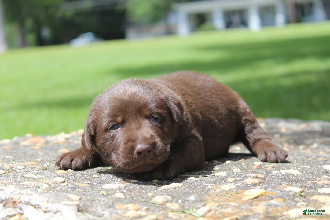 Labrador Retriever dogs for sale: Brook - Ad 1