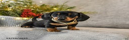 Dachshund dogs for sale: Truffles - Ad 2