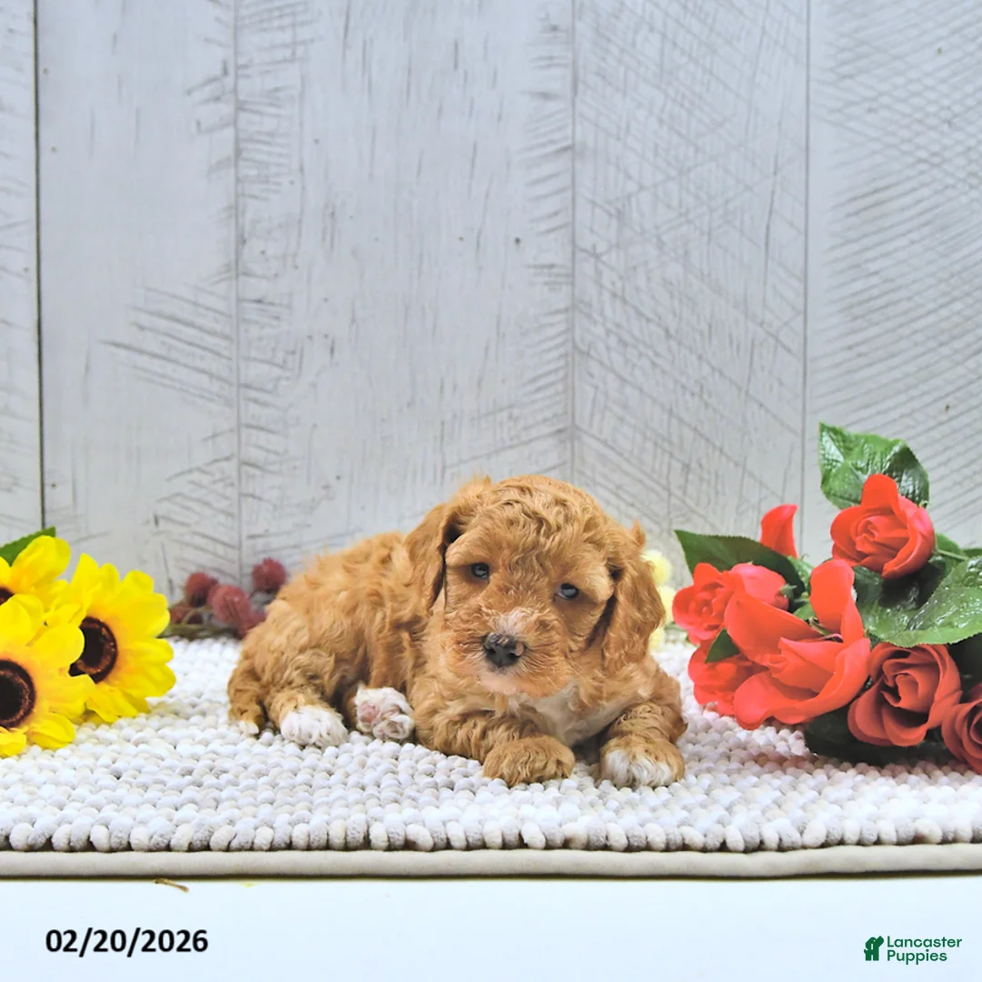 Mini Goldendoodle dogs for sale: Fido - Ad 4