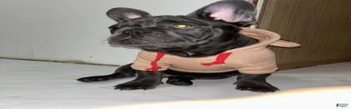 French Bulldog Puppy 2