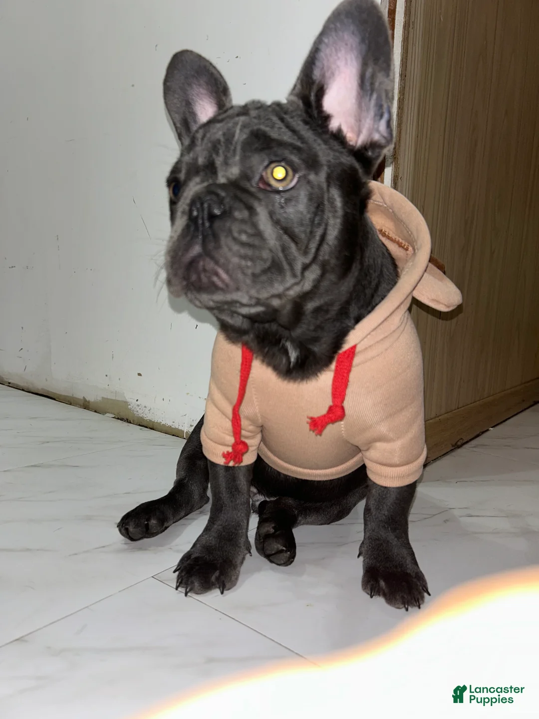French Bulldog dogs for sale: French Bulldog Puppy 2 - Ad 1