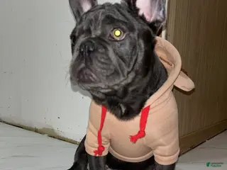 French Bulldog dogs French Bulldog Puppy 2 - Ad 42