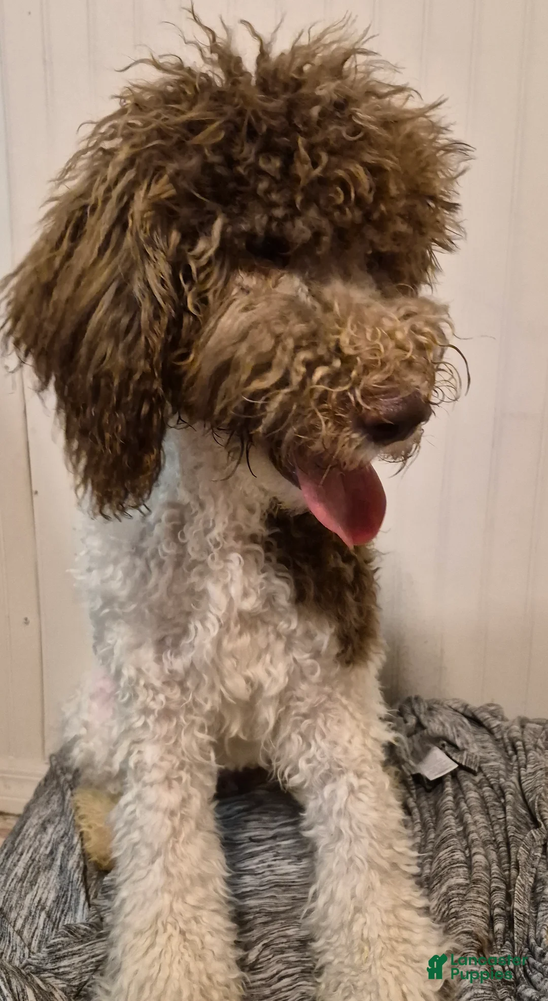 Labradoodle dogs for sale: Holly-CRATE & POTTY trained - Ad 9