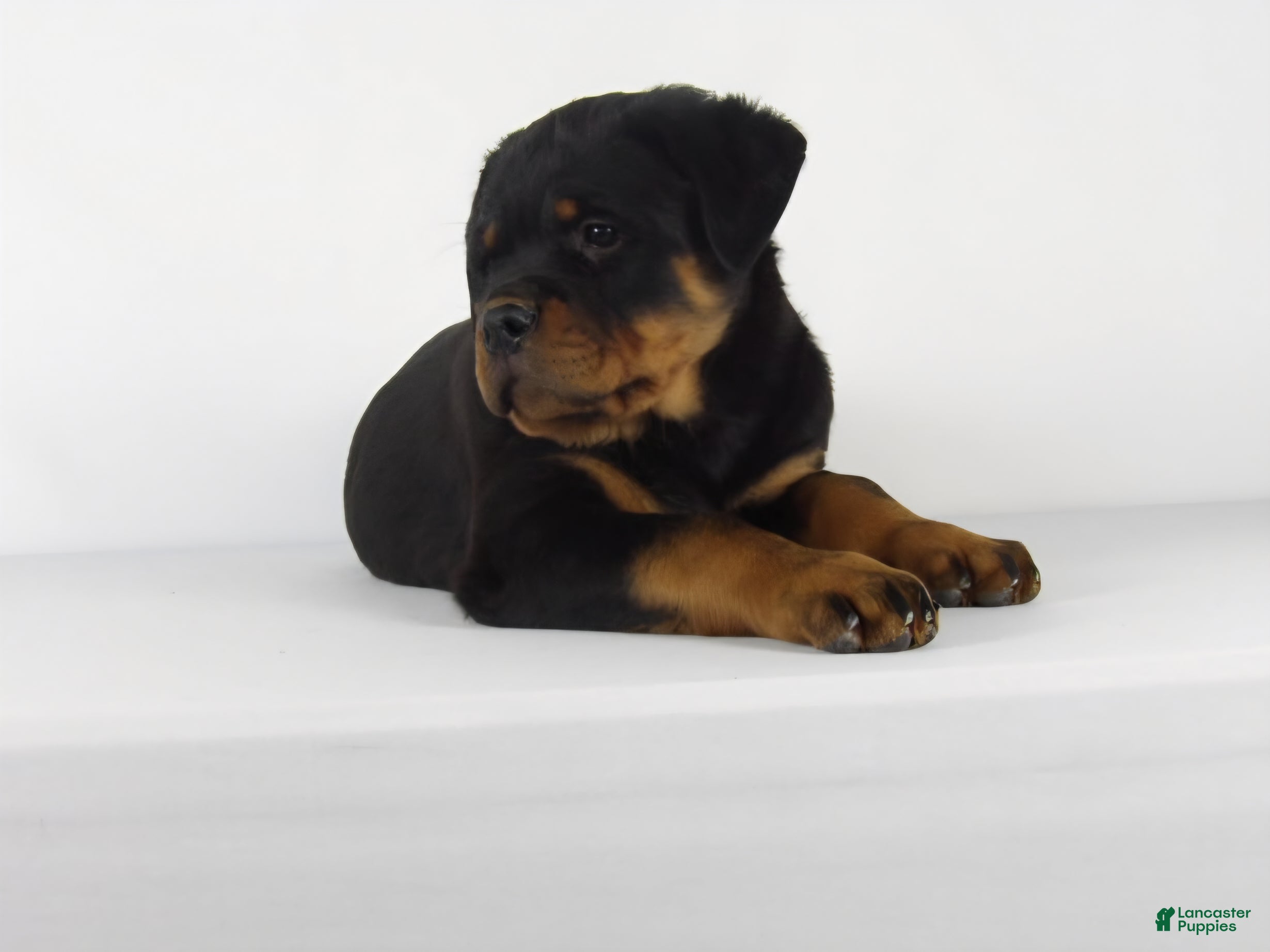 Rottweiler dogs Rottweiler Puppy 2 - Ad 2