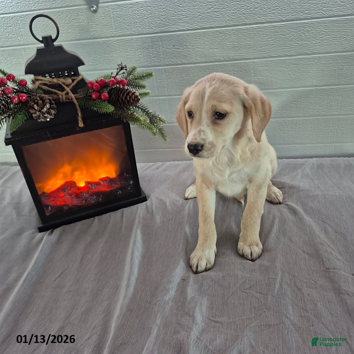 Mixed Breed dogs Hannah - Ad 6