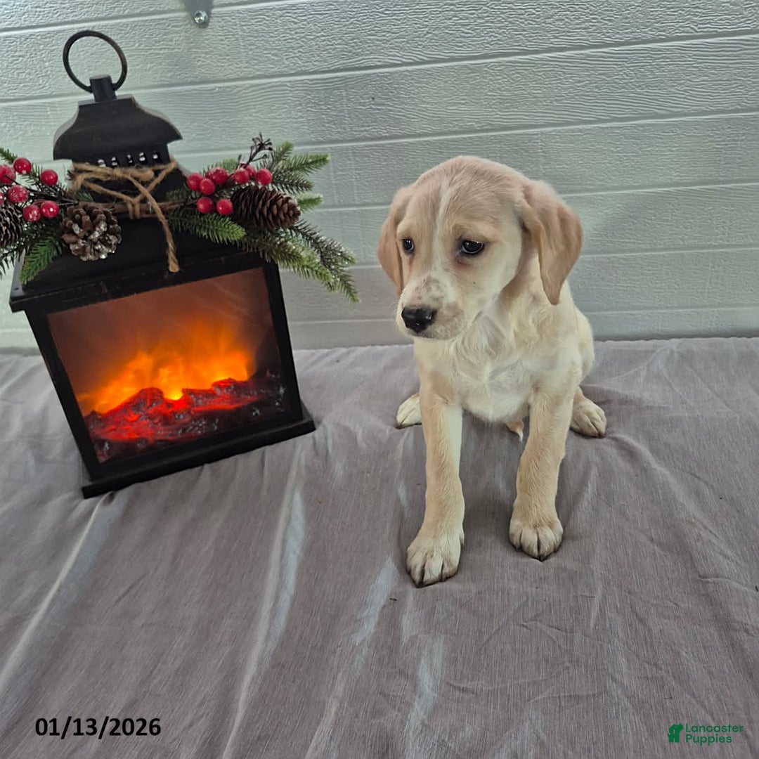 Mixed Breed dogs for sale: Hannah - Ad 1