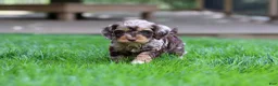 Cockapoo dogs for sale: Maverick - Ad 3