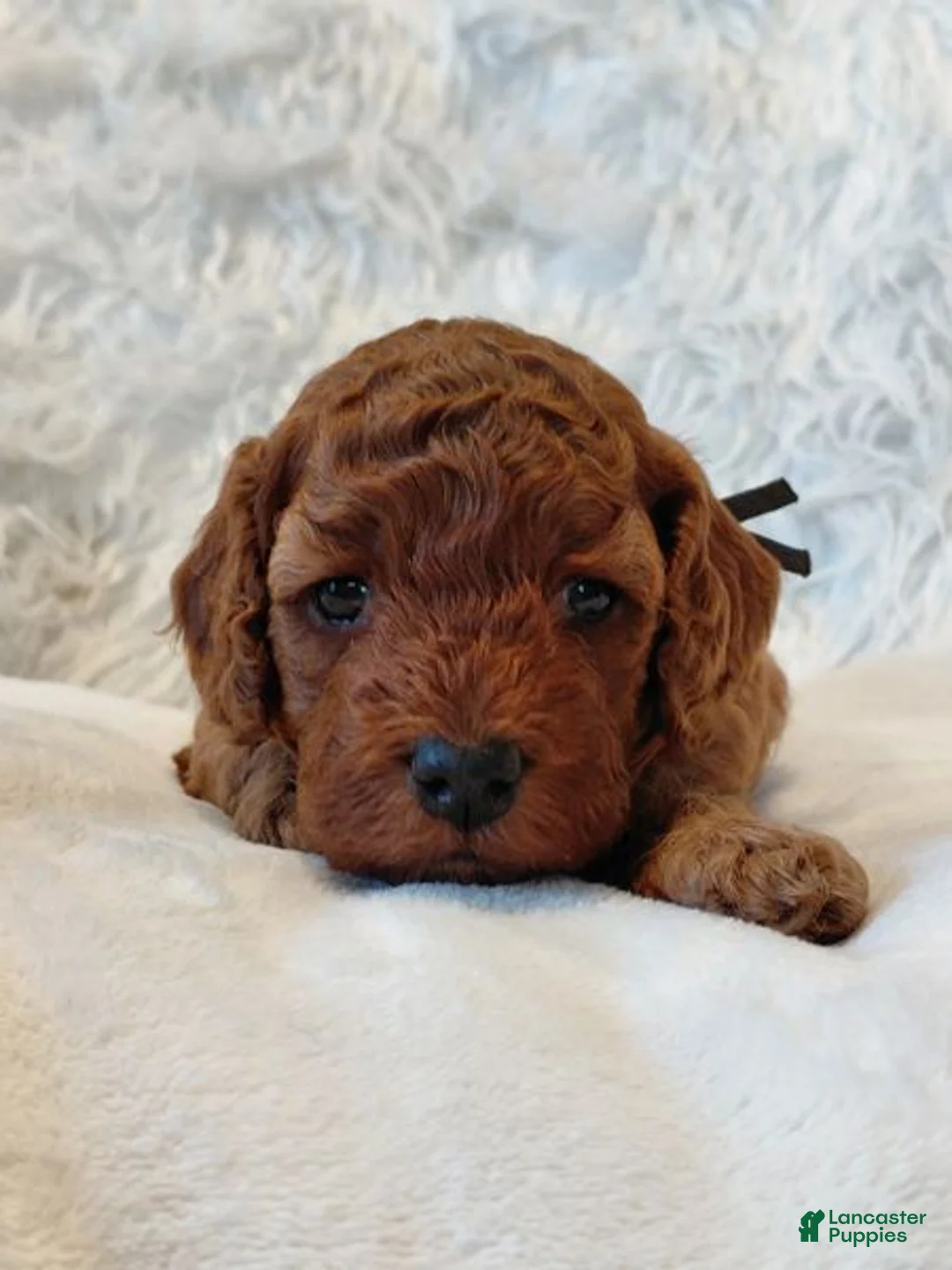 Cockapoo dogs for sale: Isaiah_Male - Ad 2